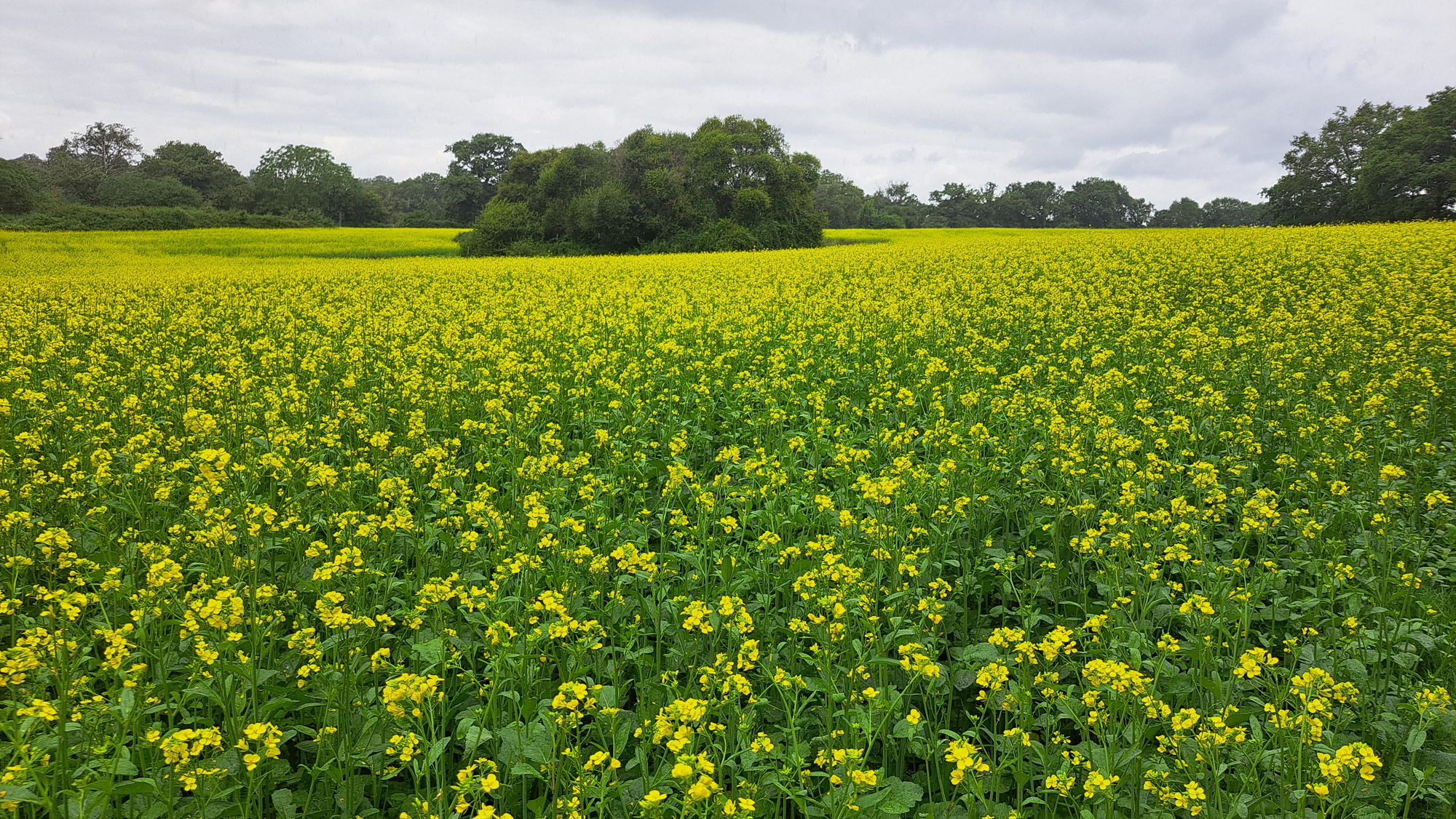 H.G AGROCONSULT cabinet d’expertise-conseil indépendant spécialisé en culture bio