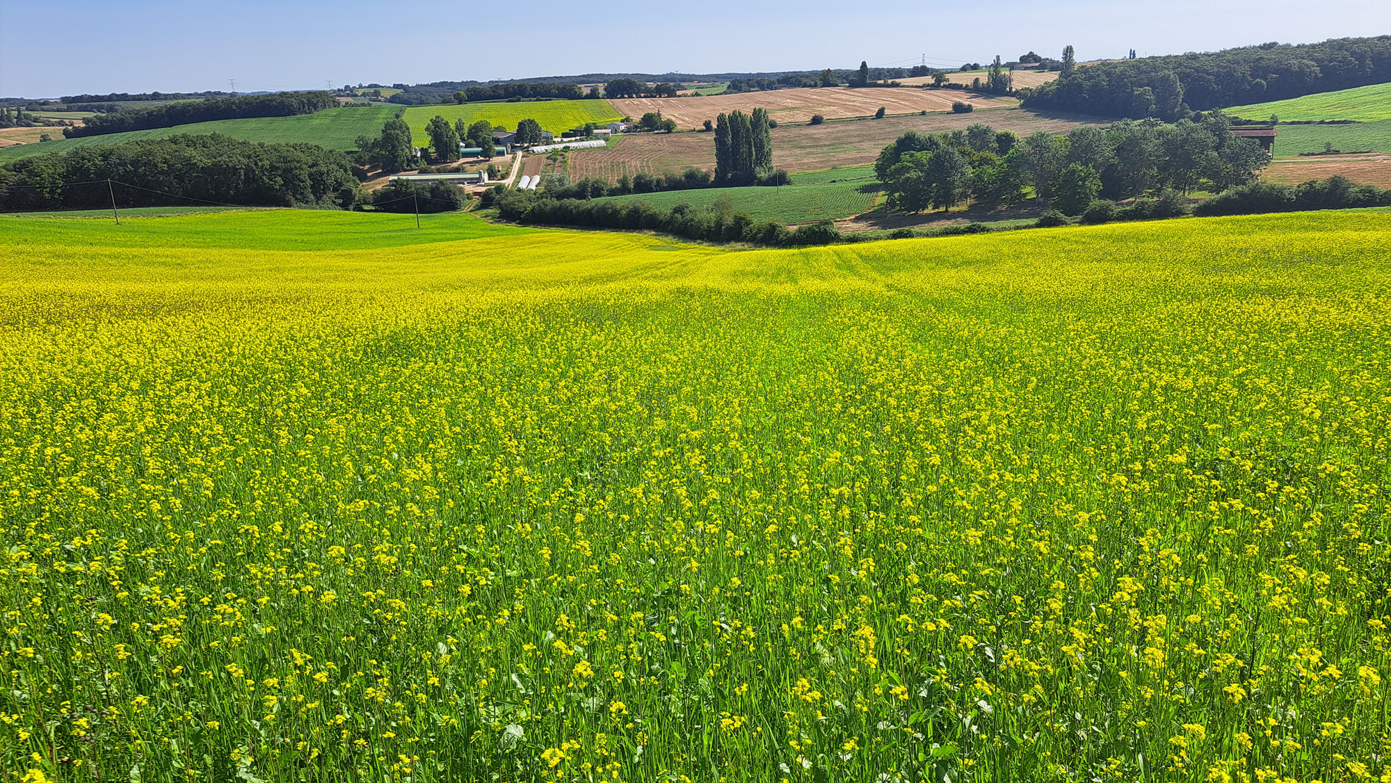 H.G AGROCONSULT cabinet d’expertise-conseil indépendant spécialisé en culture bio