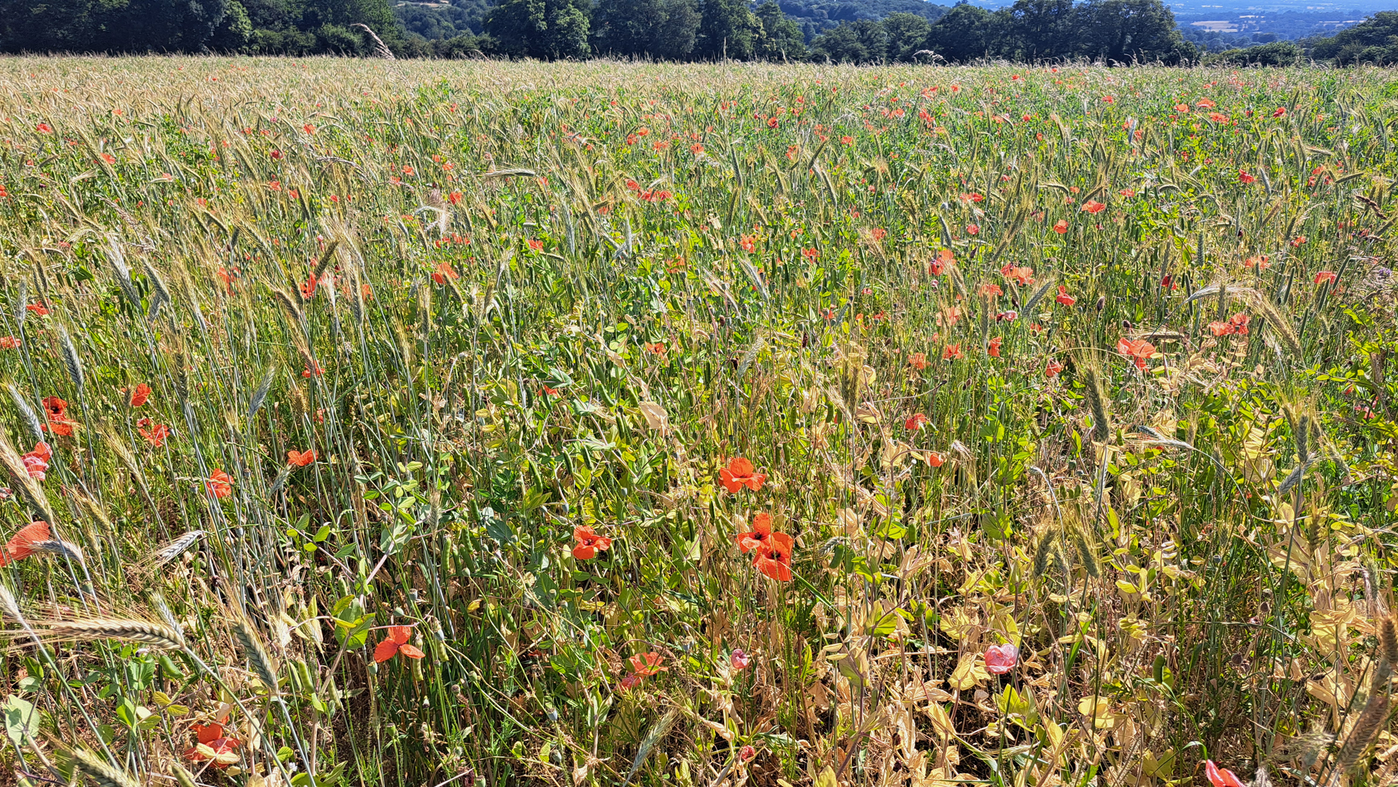 H.G AGROCONSULT cabinet d’expertise-conseil indépendant spécialisé en culture bio