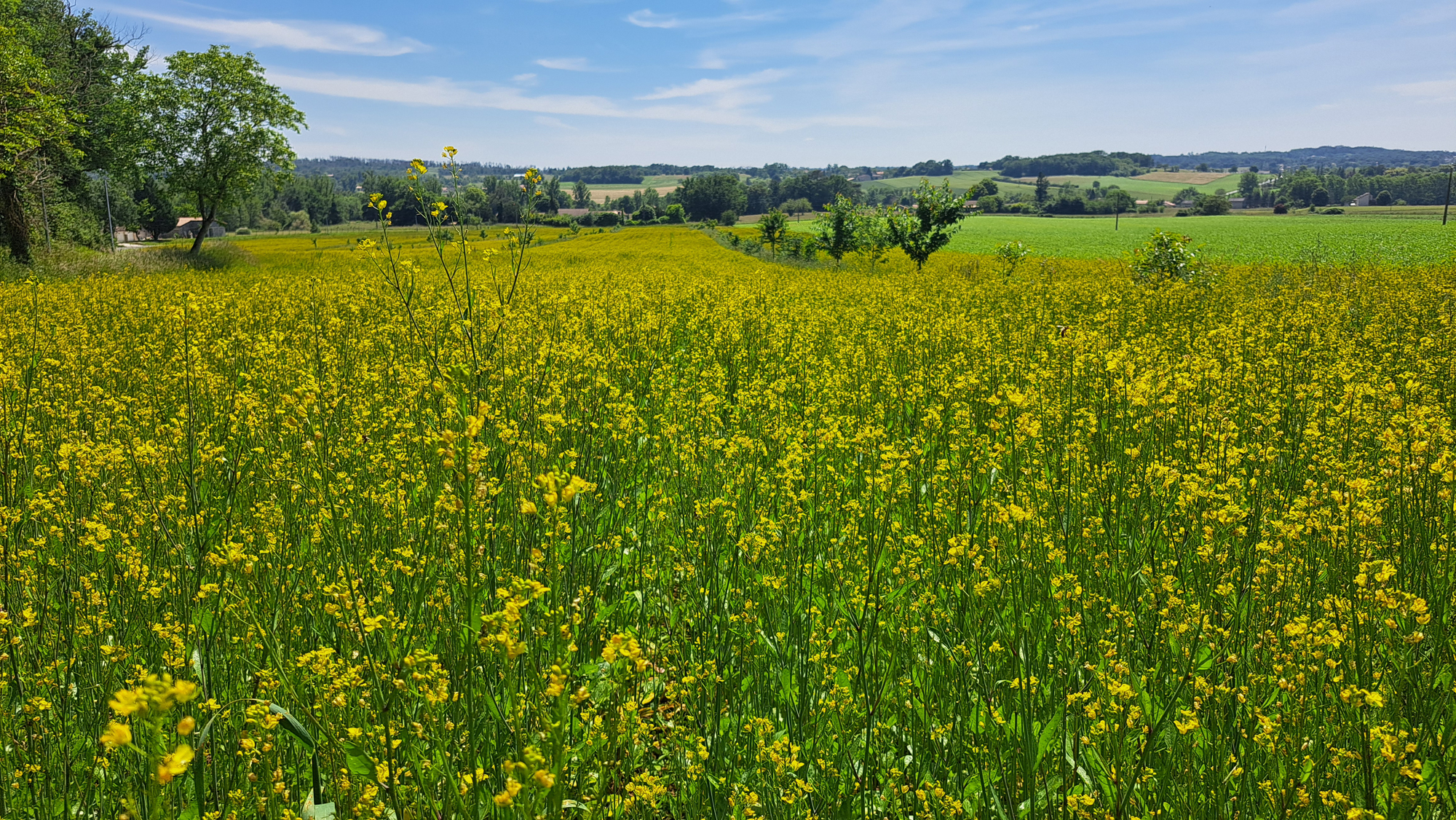 H.G AGROCONSULT cabinet d’expertise-conseil indépendant spécialisé en culture bio