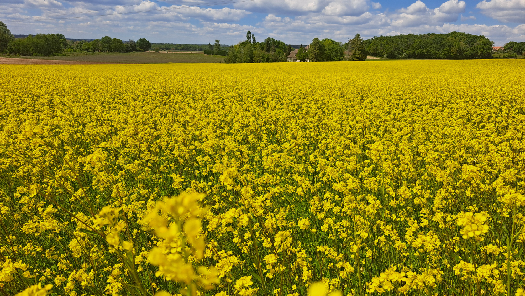 H.G AGROCONSULT cabinet d’expertise-conseil indépendant spécialisé en culture bio