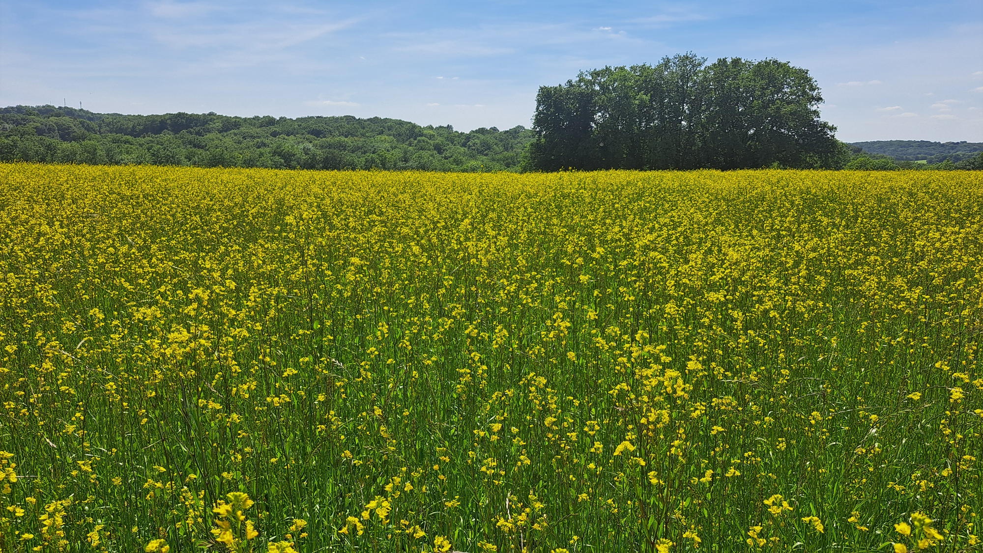H.G AGROCONSULT cabinet d’expertise-conseil indépendant spécialisé en culture bio