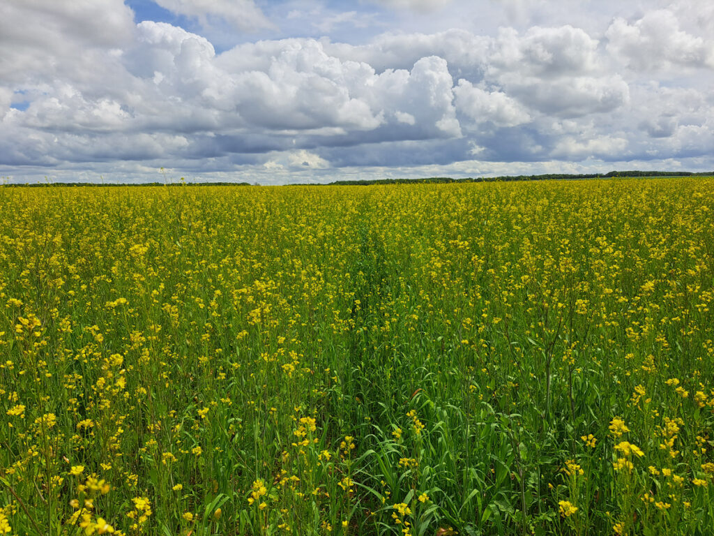 H.G AGROCONSULT cabinet d’expertise-conseil indépendant spécialisé en culture bio