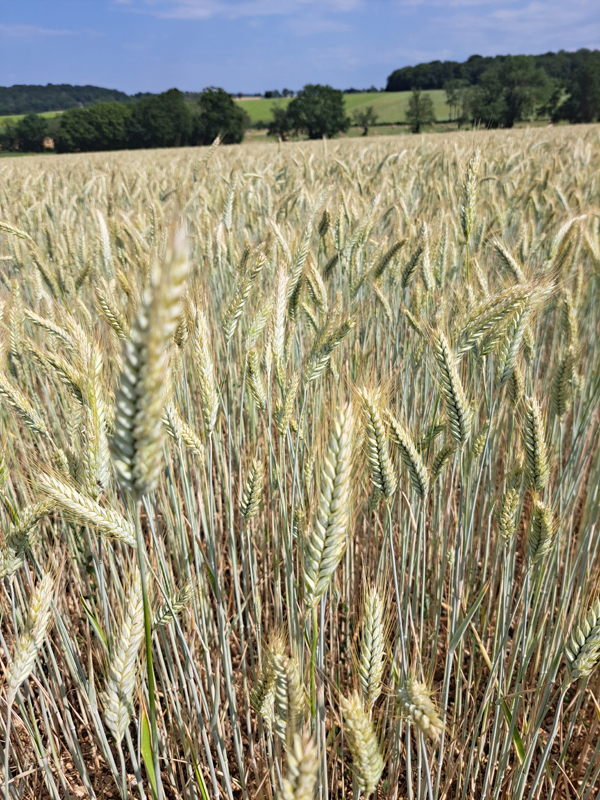 H.G AGROCONSULT cabinet d’expertise-conseil indépendant spécialisé en culture bio