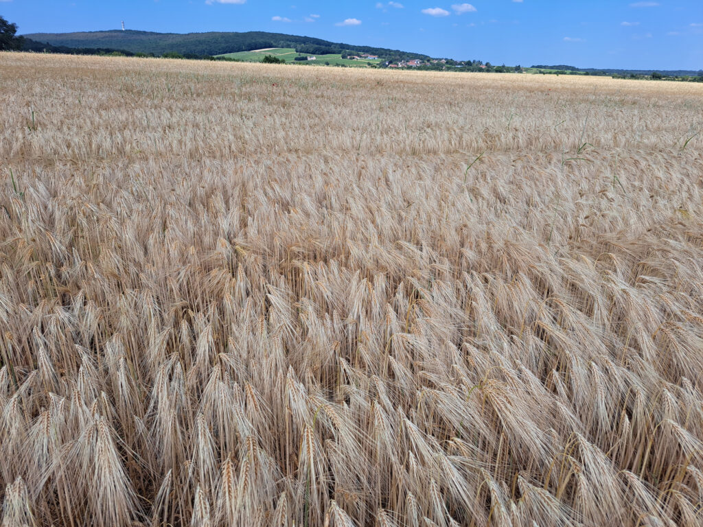 H.G AGROCONSULT cabinet d’expertise-conseil indépendant spécialisé en culture bio